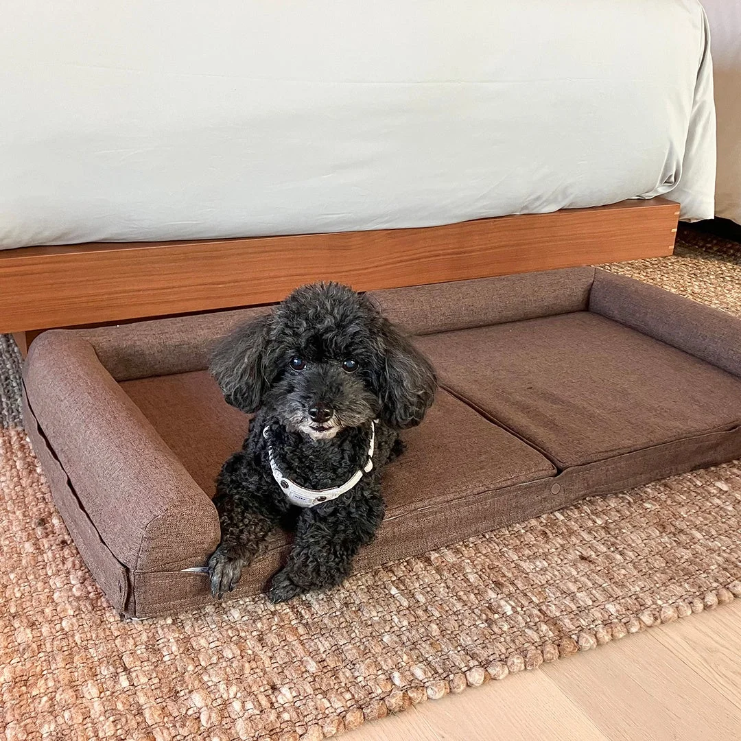 ベッドの下に置かれた犬用ベッドでくつろぐ黒いプードル