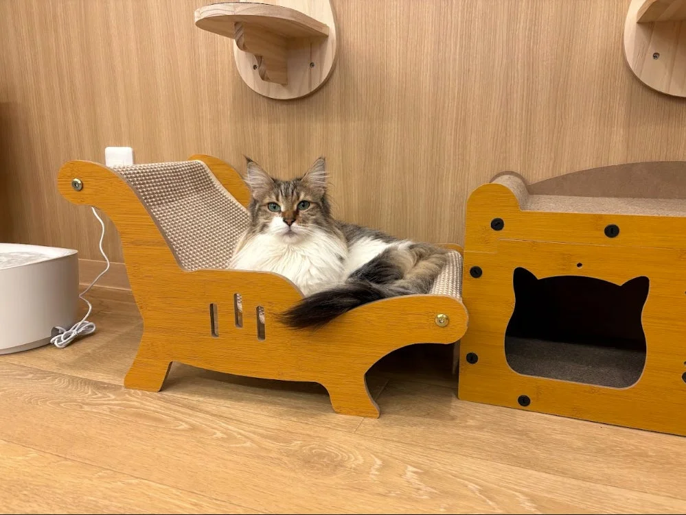 猫がくつろぐ猫ベッド