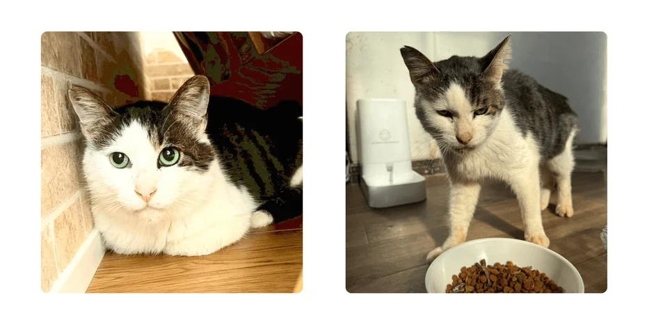 左側には緑色の目が印象的な健康そうな白黒猫が室内でくつろぐ様子、右側には自動給餌器と食事のボウルを前に痩せて少し元気のない様子のキジ白猫が写っています。二匹の猫の対比が特徴的な画像です。