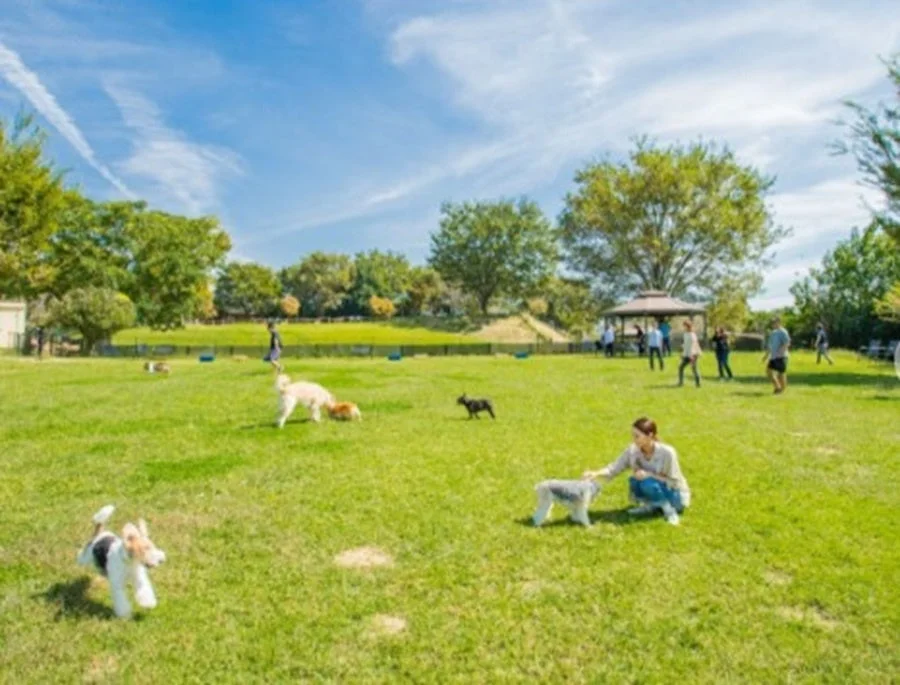 ドッグランで遊ぶ犬たち