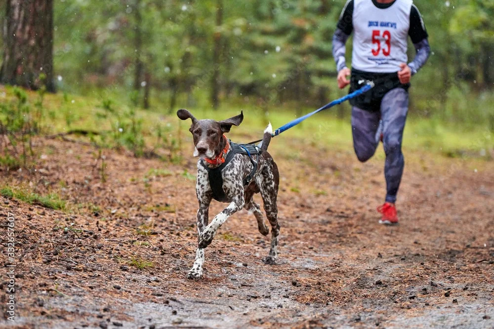 森林の泥道を犬と人が一緒に走るカニクロス