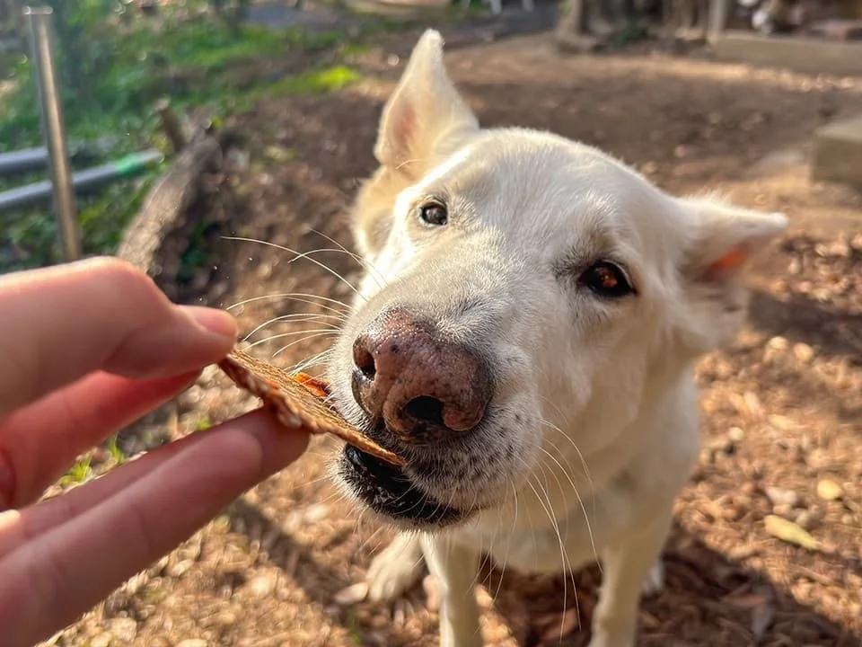 犬がおやつを食べる写真
