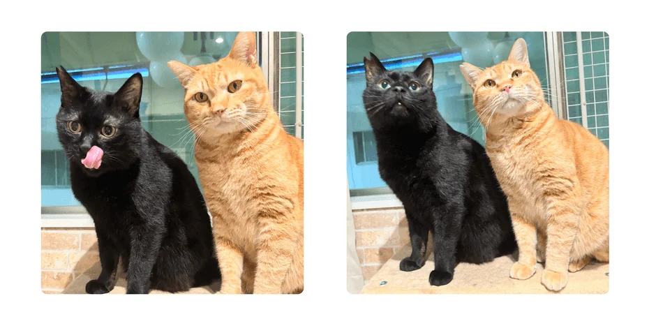 黒猫と茶トラ猫が並んで座っている2枚の写真。左の黒猫は舌を出し、右の黒猫は少し口を開けて上を見上げている、愛らしい猫たちの様子が捉えられています。