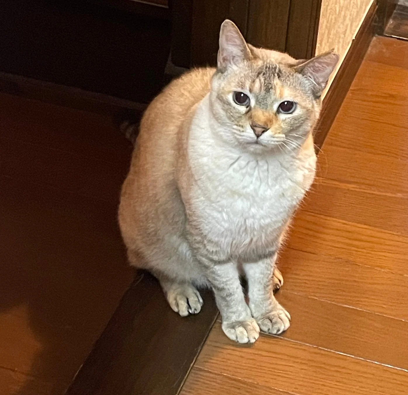 元保護猫のらんちゃん