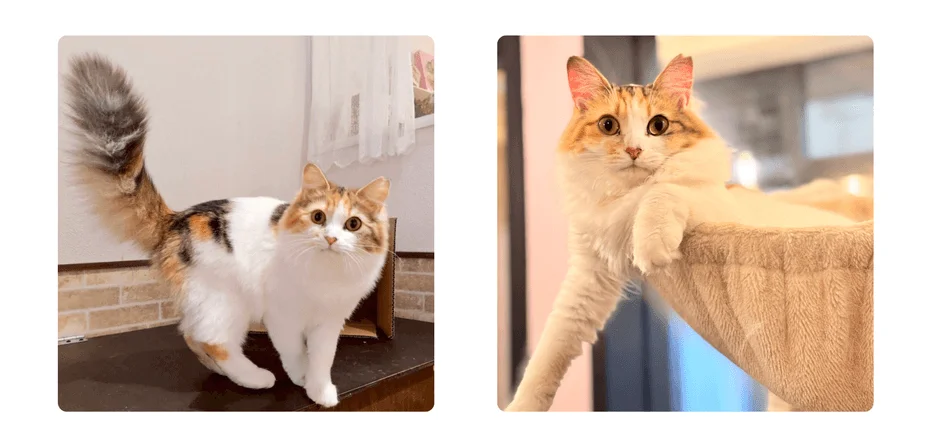 白い毛並みに茶色と黒の斑点がある可愛らしい猫が、異なるポーズで写っている2枚の画像です。1枚は立ち姿、もう1枚はキャットタワーのような場所でくつろいでいます。