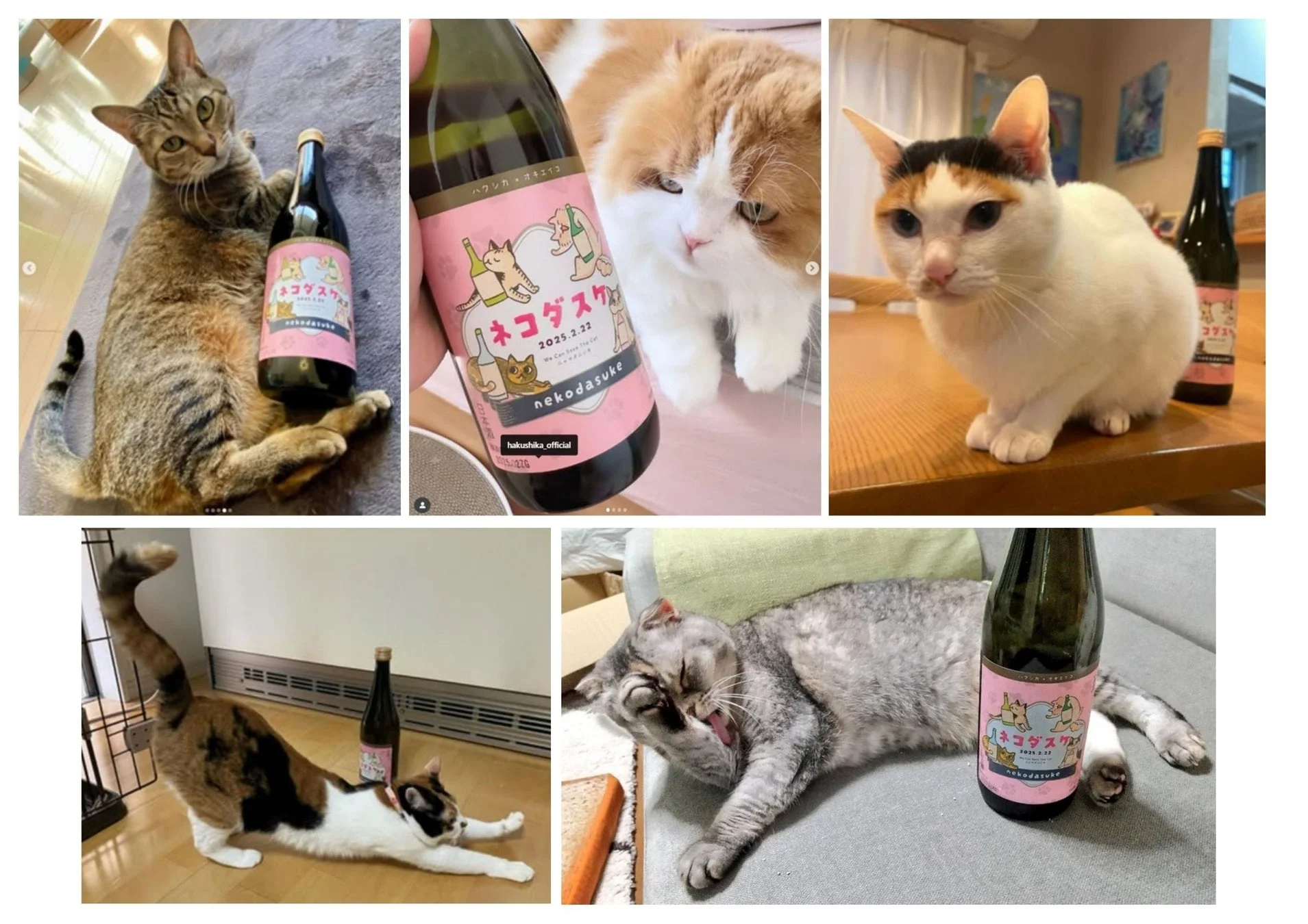 ネコダスケ複数瓶と猫のコラージュ