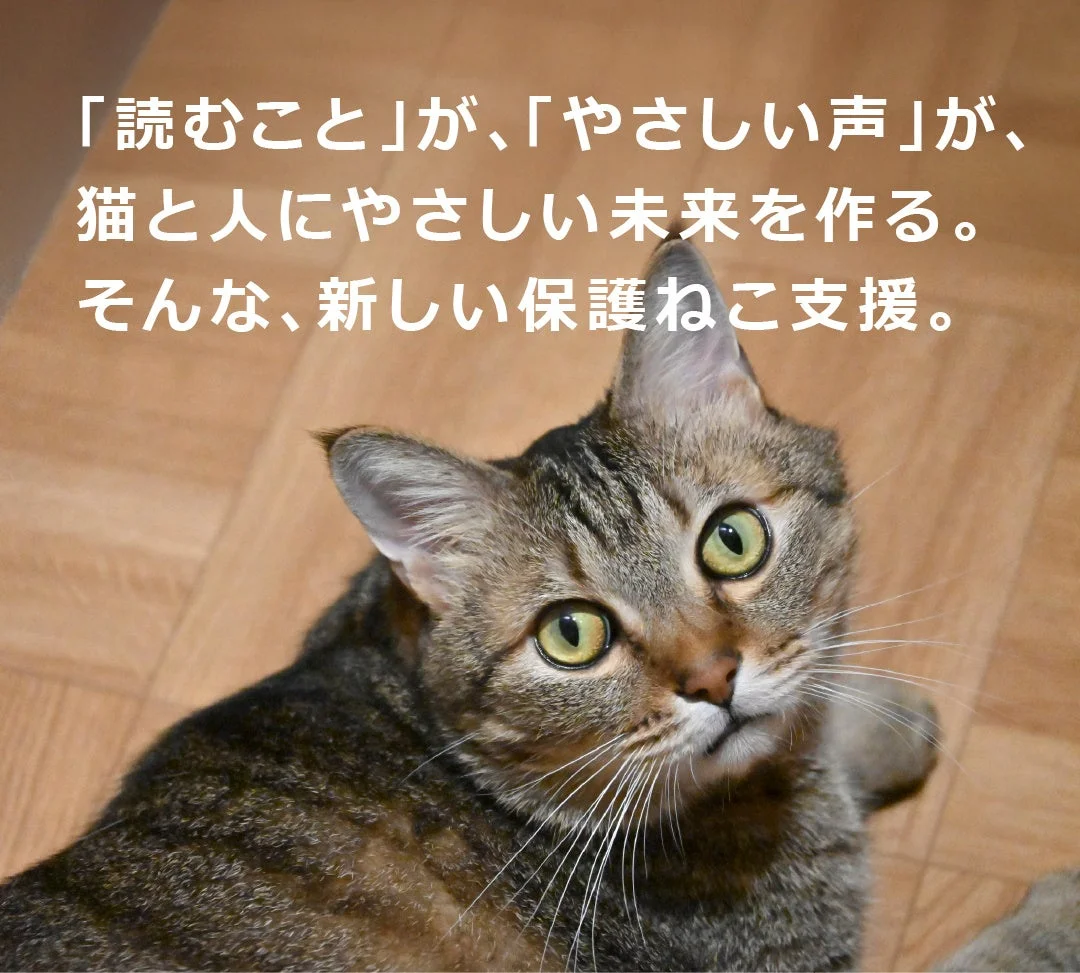 キジトラ猫と「新しい保護ねこ支援」のメッセージ