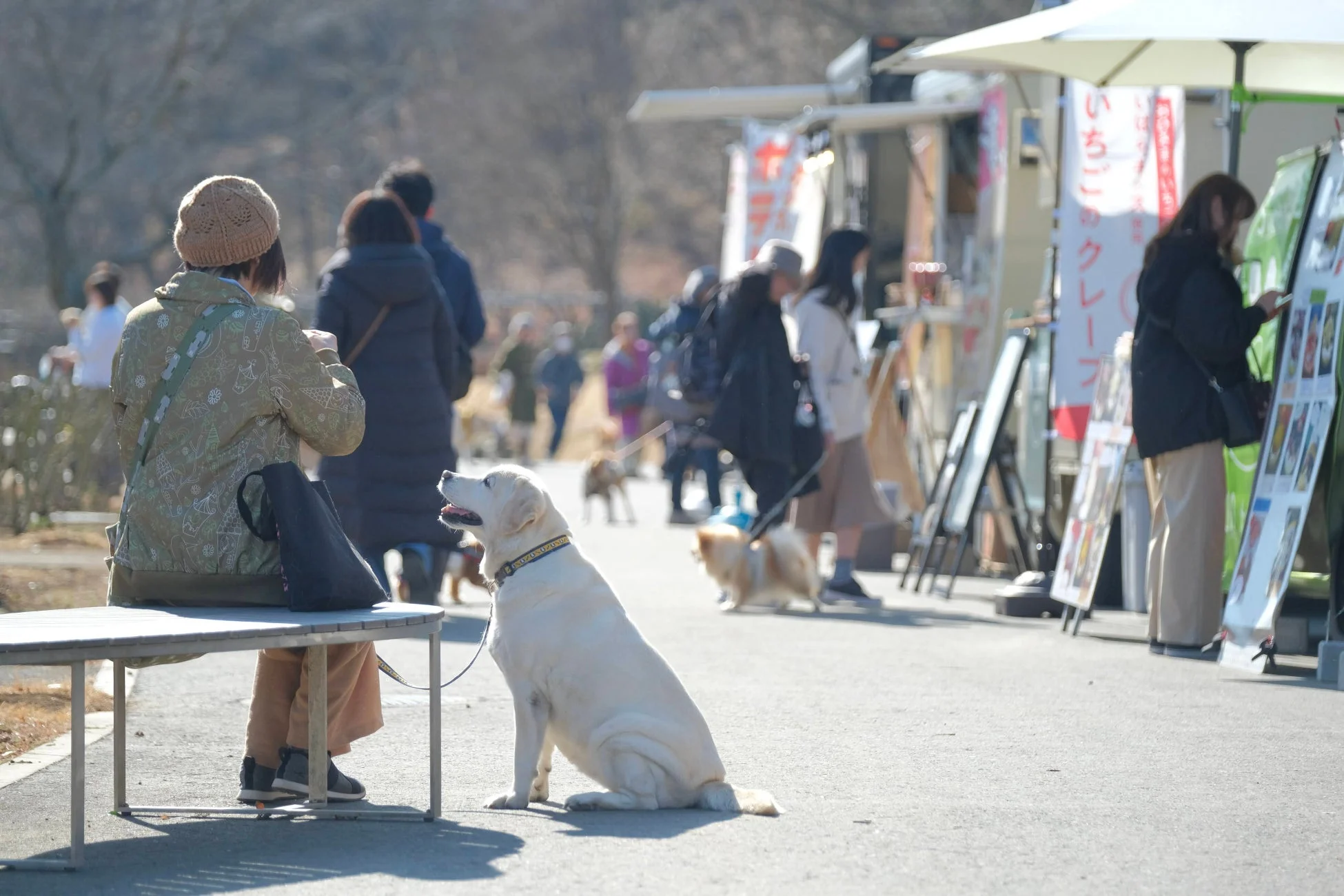 屋外イベントでフードトラックと犬