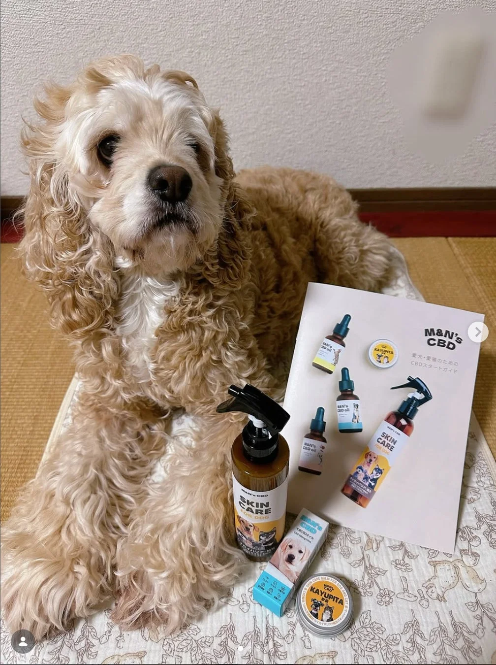 コッカースパニエルとCBD製品