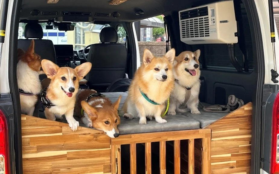 キャンピングカーと犬