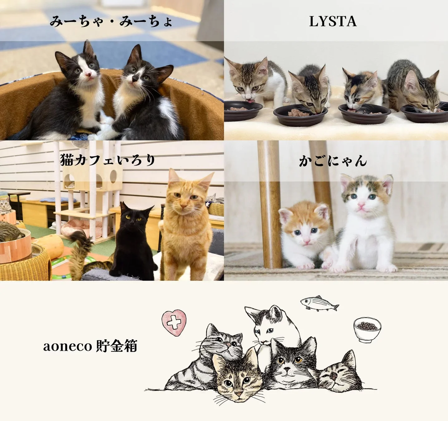 aoneco支援先の猫たち