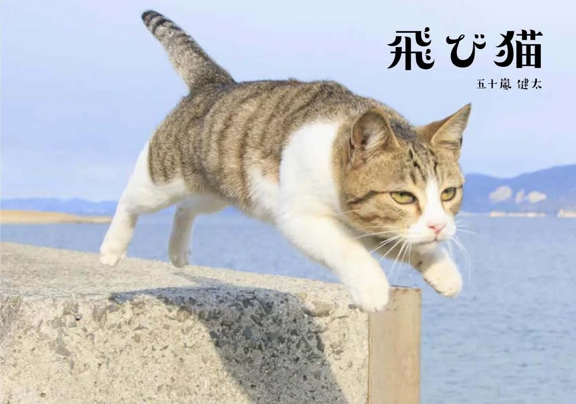 飛び猫_五十嵐健太の作品