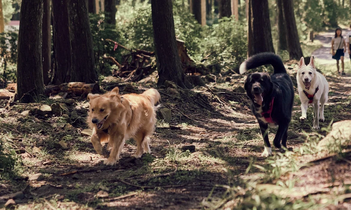 森の中の小道を走る犬たち