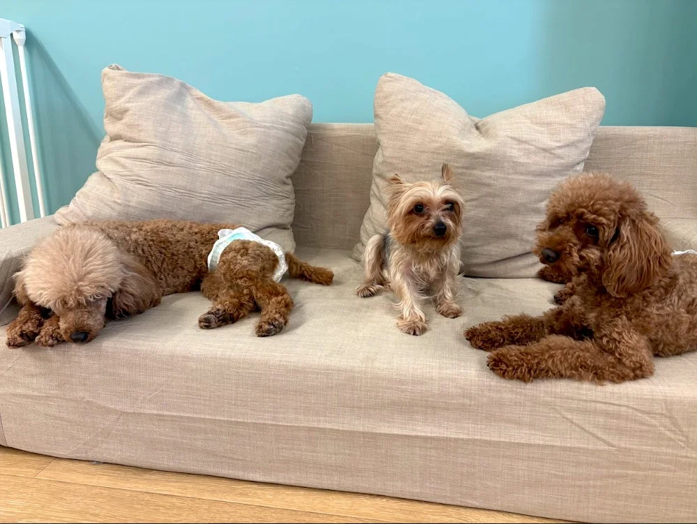 ソファでくつろぐ犬たち