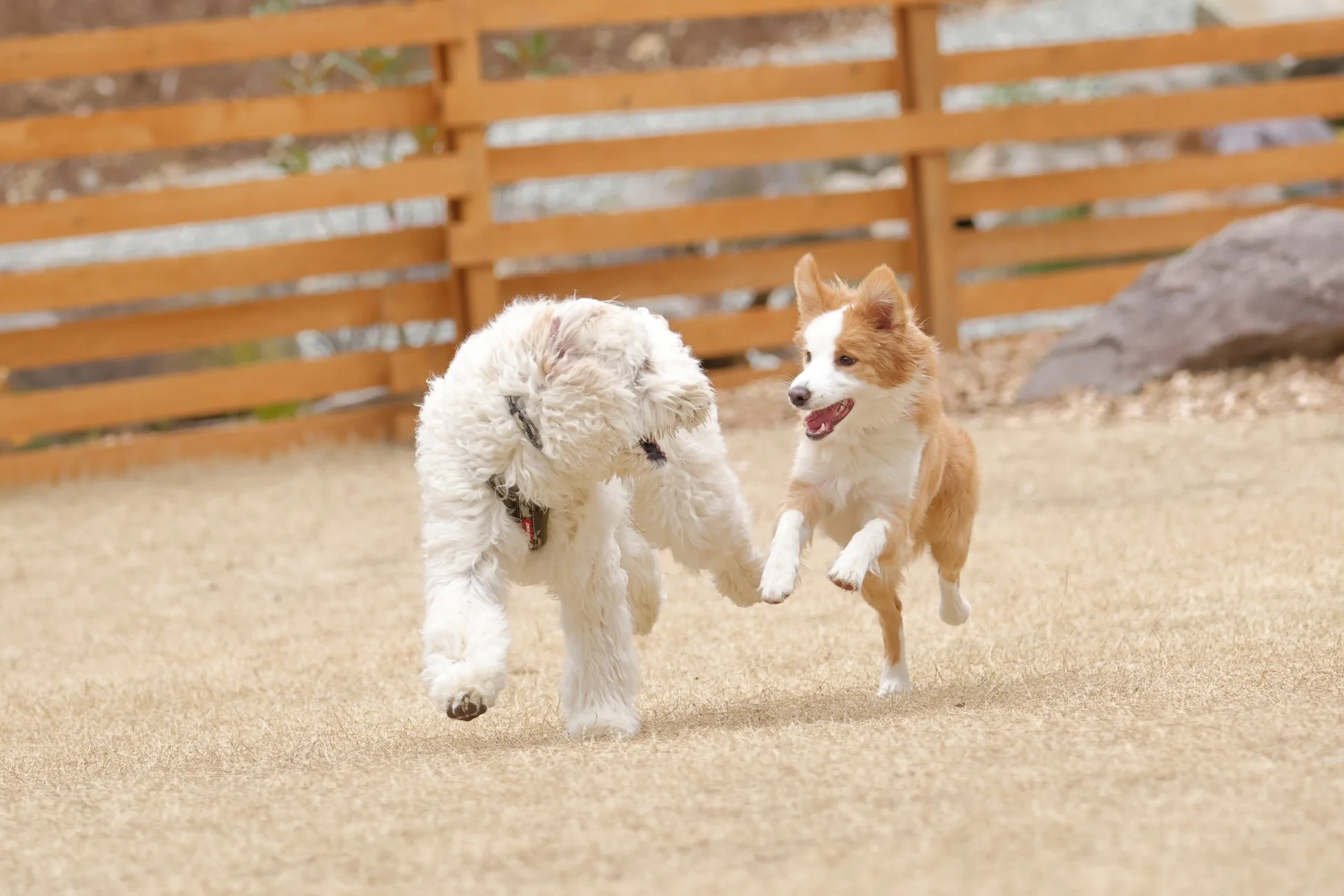 ドッグランで楽しそうにじゃれ合いジャンプする犬たち