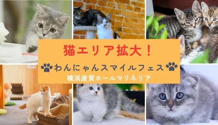 猫エリア拡大の告知