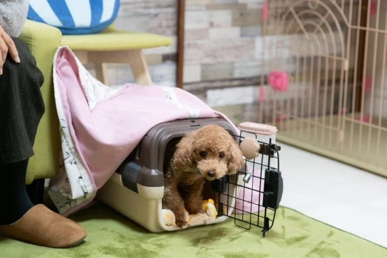 クレートの犬