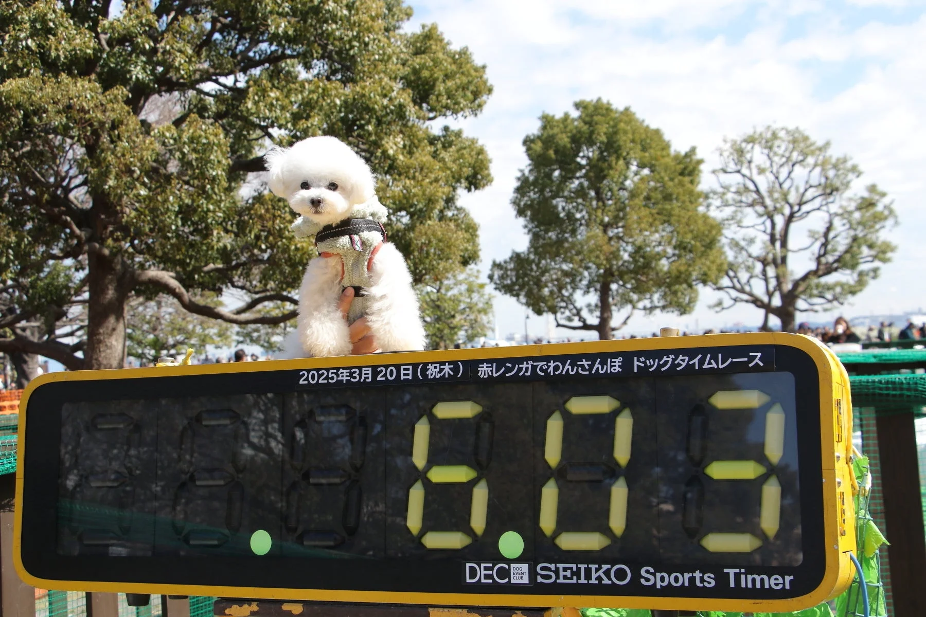白いふわふわの犬がデジタルスポーツタイマーの上に立っており、タイマーには「2025年3月20日(祝木) 赤レンガでわんさんぽ ドッグタイムレース」と「8.08」のタイムが表示されています。背景には緑豊かな木々が広がり、屋外の犬イベントの様子を捉えた一枚です。