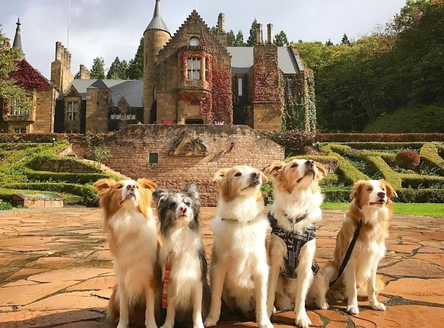 ロックハート城と犬たち