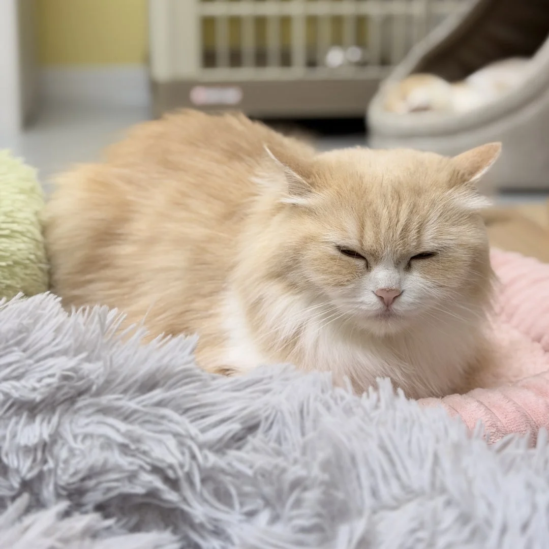 くつろぐ猫の画像
