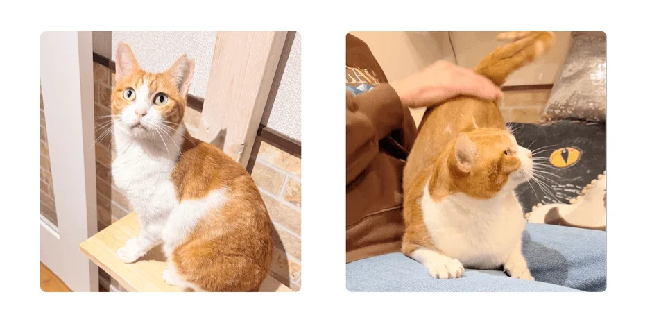 茶トラ柄の猫が2枚の写真に写っています。左の写真は木製の台に座って上を見上げている姿。右の写真は誰かに優しく撫でられながらくつろいでいる様子で、背景には猫の目が描かれたオブジェが見えます。愛らしい猫の日常を捉えた画像です。