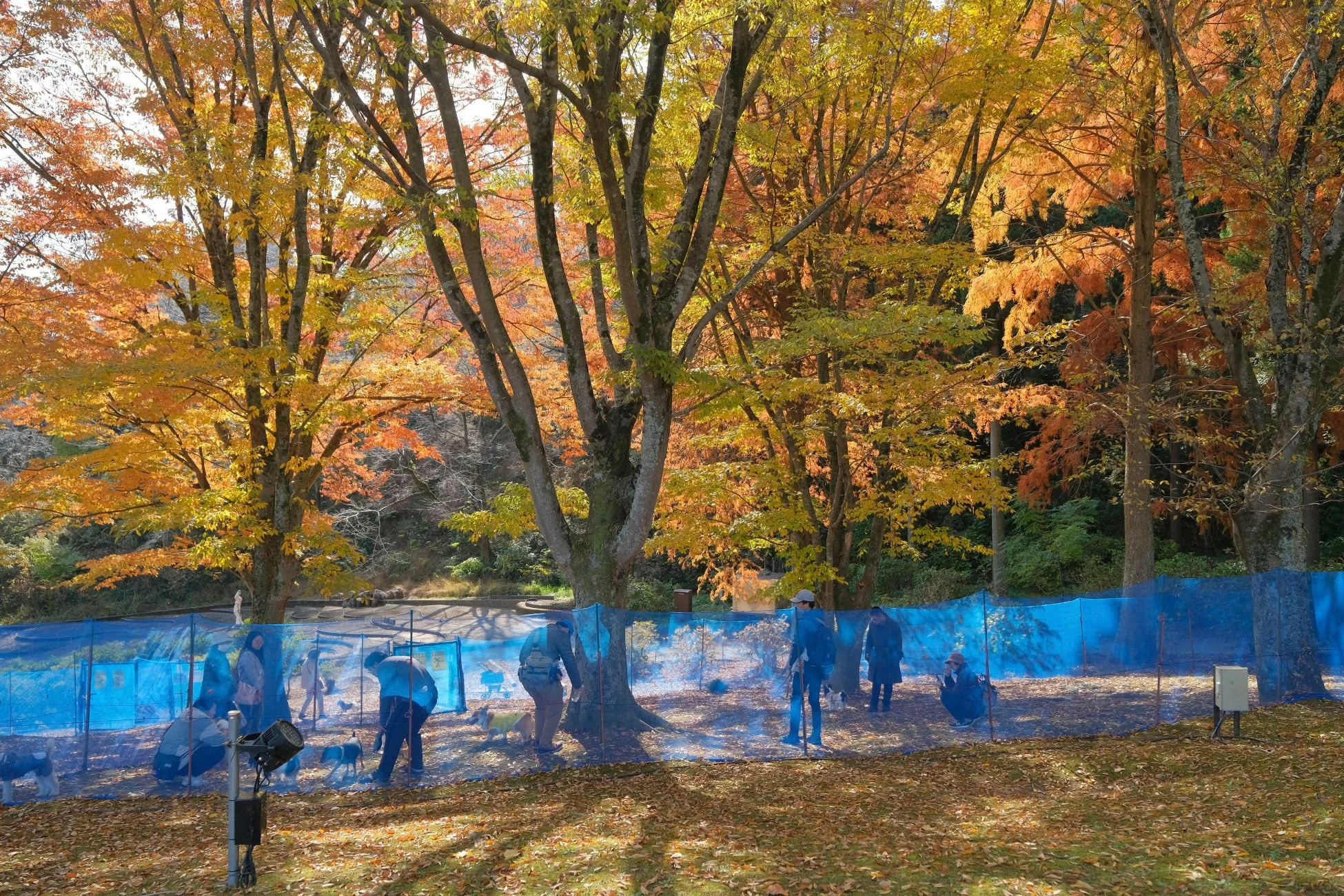 秋の公園でドッグランを楽しむ人々