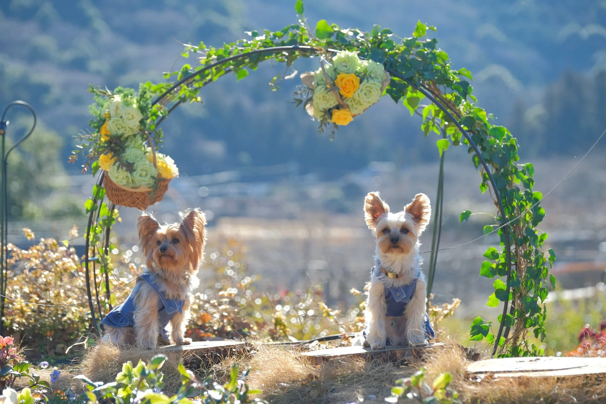 花と葉で飾られたアーチの下に座る犬