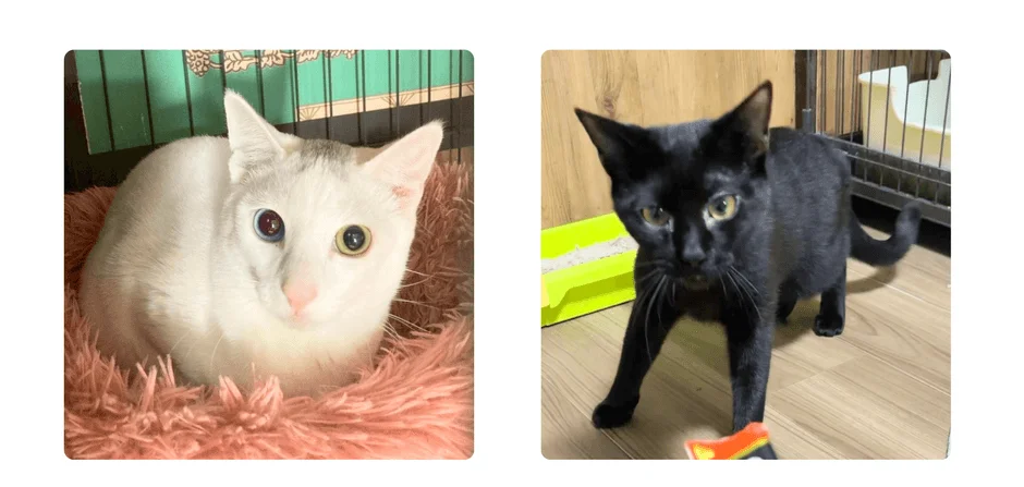 オッドアイの白い猫がピンクのベッドに座り、黒い猫が床に立っている二匹の猫の画像です。白い猫は青と黄色の瞳を持ち、黒い猫は黄色い瞳でカメラを見ています。どちらも室内でくつろいでいる様子です。