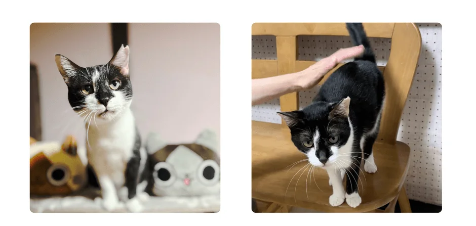 白黒の猫が写った2枚の画像。左はカメラを見つめる猫と背景のぬいぐるみ、右は木製の椅子の上で人に撫でられている様子です。