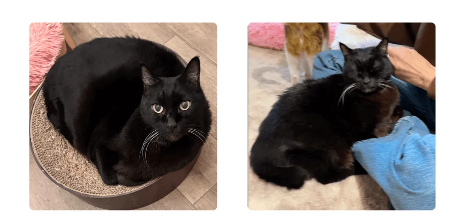 2匹の黒猫が並んで写っています。左の猫は爪とぎベッドに座ってカメラを見ており、右の猫は目を閉じて人に撫でられているようです。