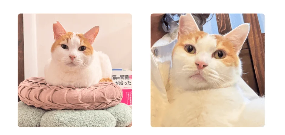 白と茶色の毛並みを持つ猫が、クッションに座る姿と顔のアップで写っています。愛らしい表情が印象的です。