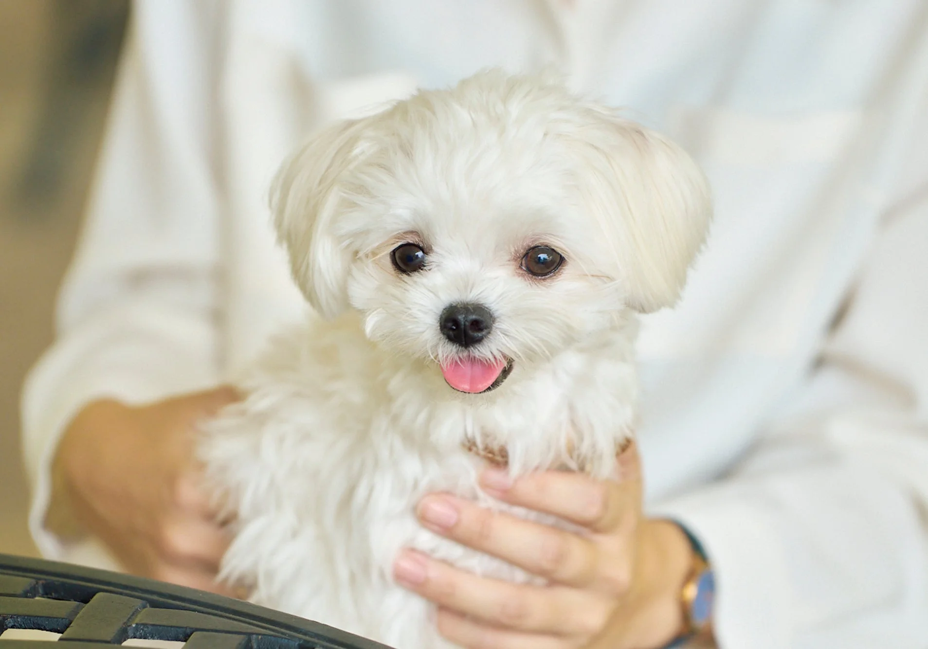 マルチーズの子犬
