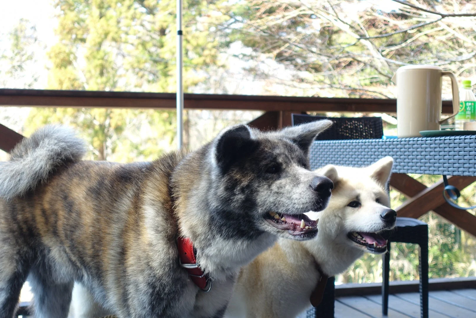デッキでくつろぐ2匹の秋田犬