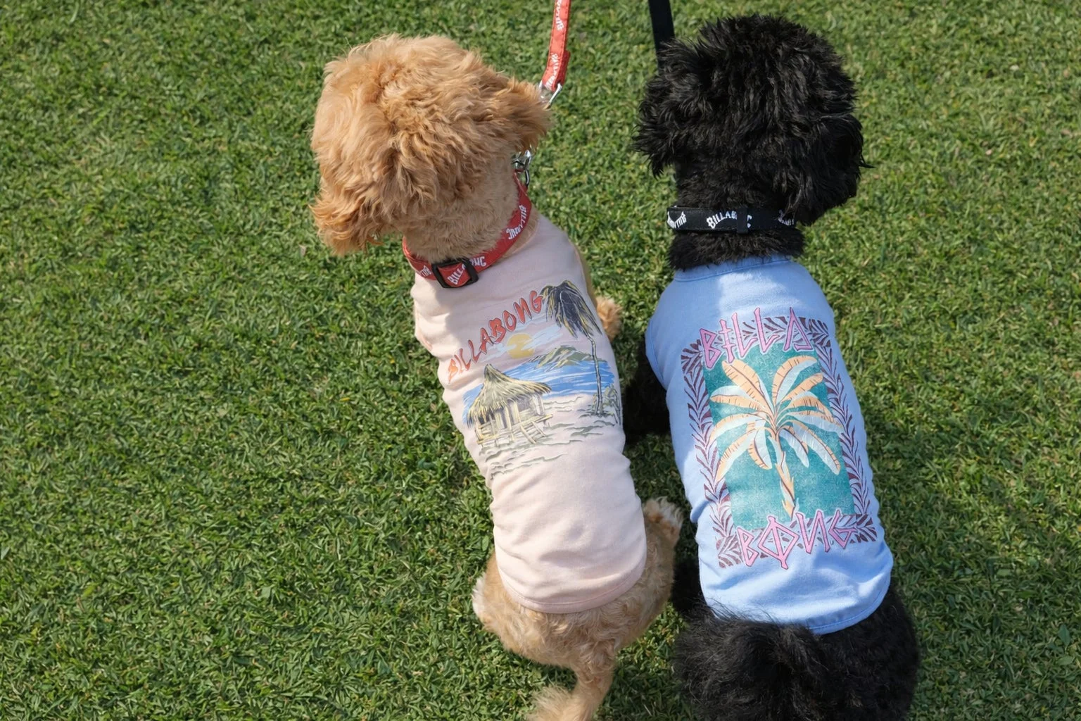 芝生でくつろぐ犬たち