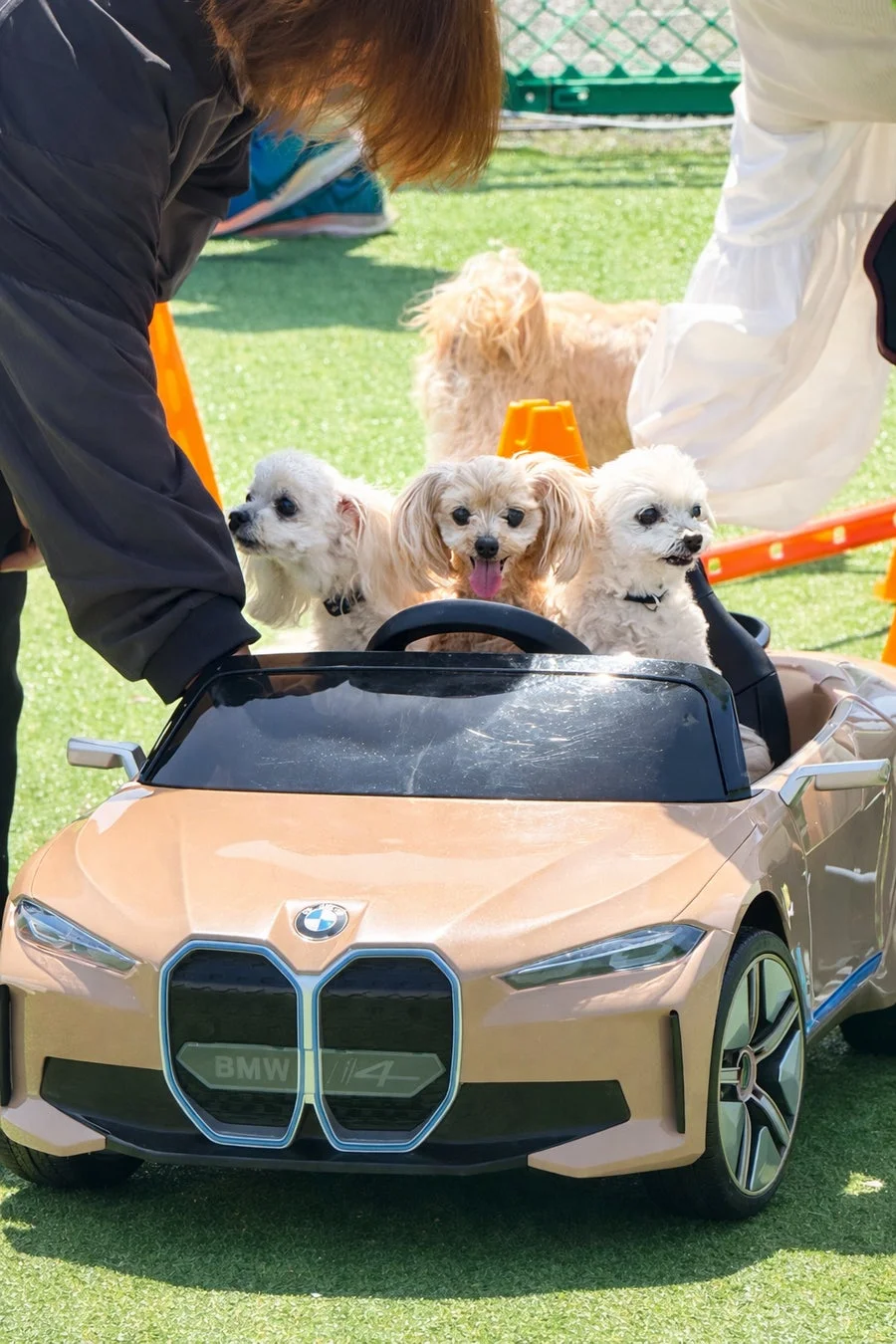 犬、小型犬、子犬、マルチーズ、ドッグラン、おもちゃの車、BMW