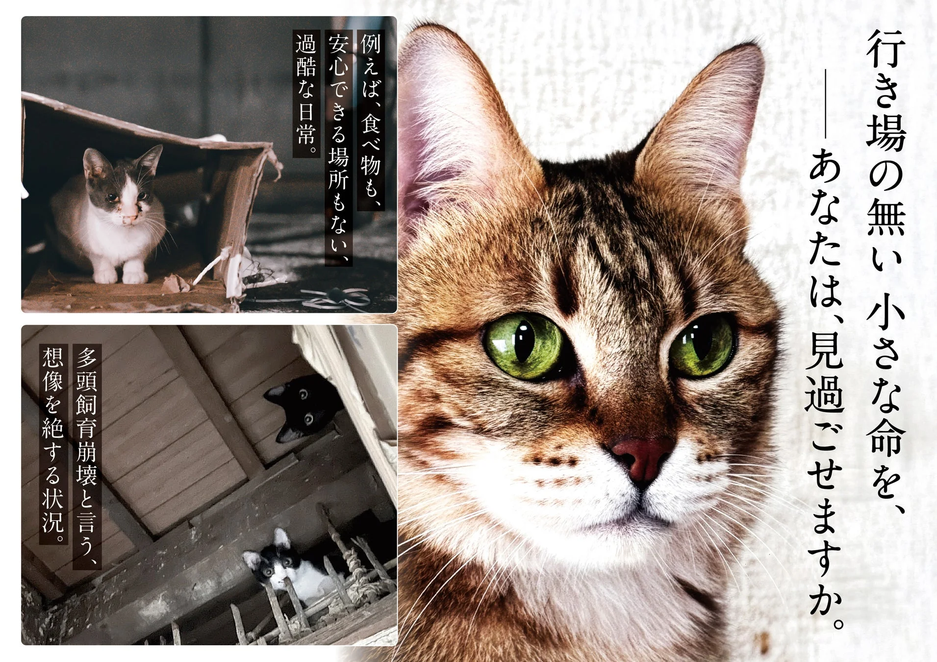 行き場のない小さな命を訴える画像