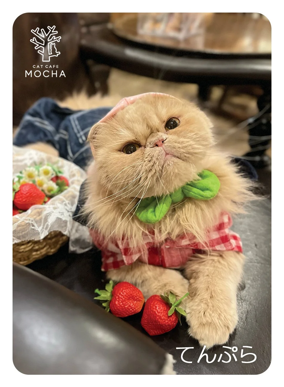 赤と白のチェック柄のシャツと緑の蝶ネクタイを身につけた、ふわふわの薄茶色の猫