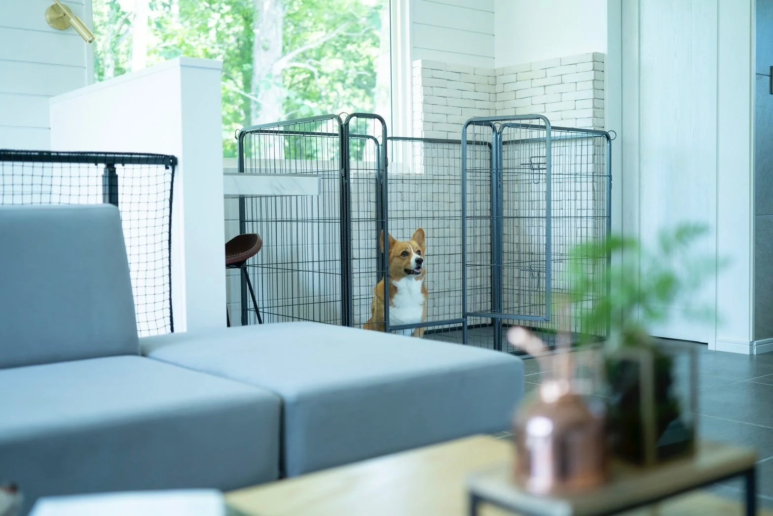 犬、コーギー、ケージ、リビング