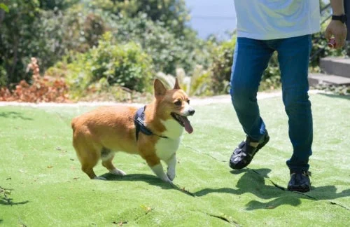 犬、コーギー、散歩、ドッグラン