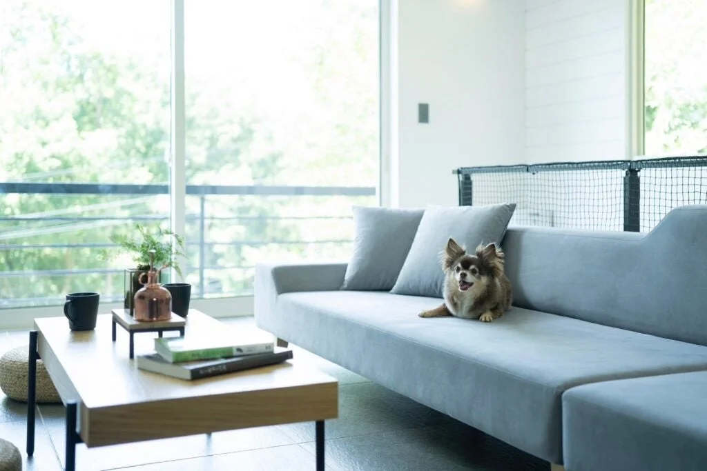 犬、チワワ、リビング
