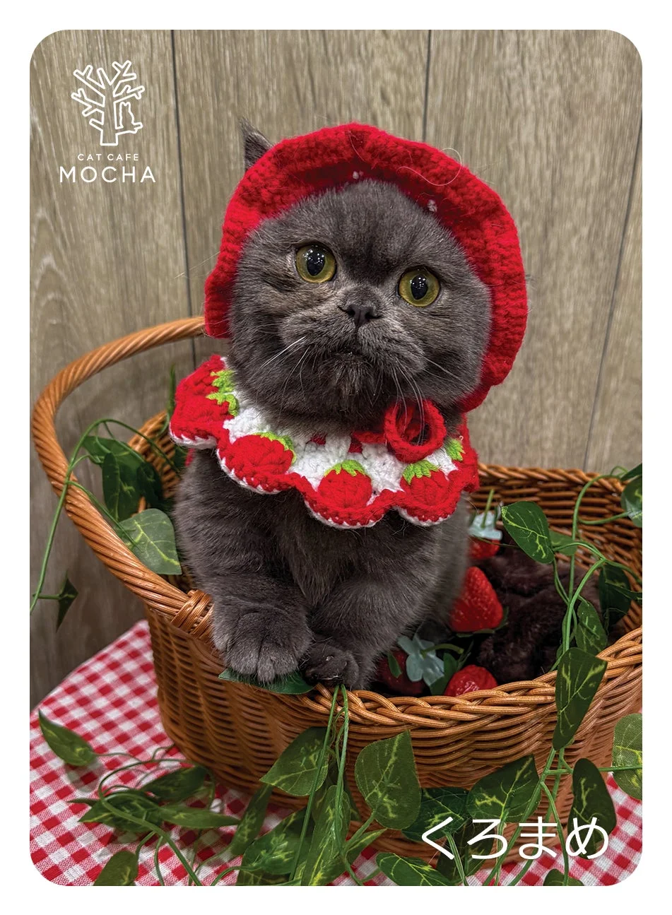 赤い帽子といちご柄のスタイを身につけた可愛らしい黒っぽい子猫