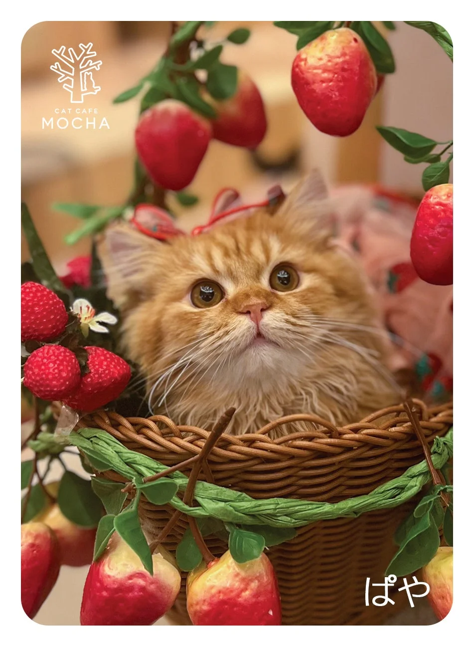バスケットに入ったふわふわの茶トラの子猫