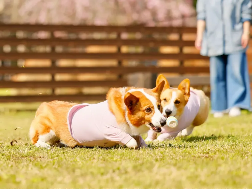 コーギーが芝生で遊ぶ