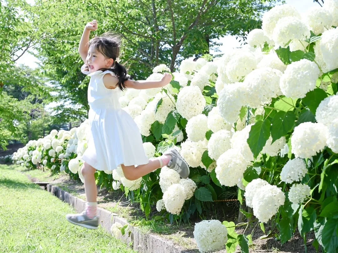 白いアジサイの花が咲き誇る中で、白いワンピースを着た幼い女の子が楽しそうにジャンプしている様子