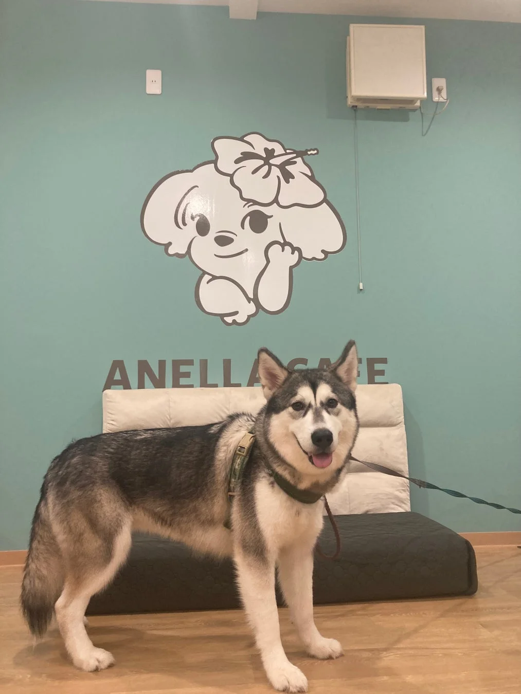 犬エリアのハスキー犬と壁画