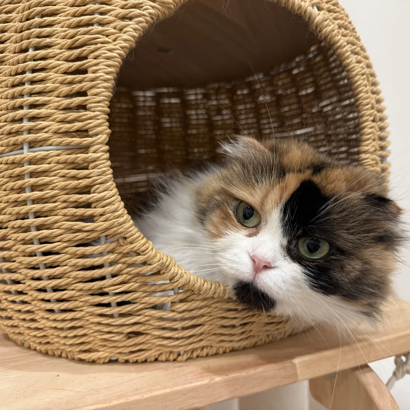 猫