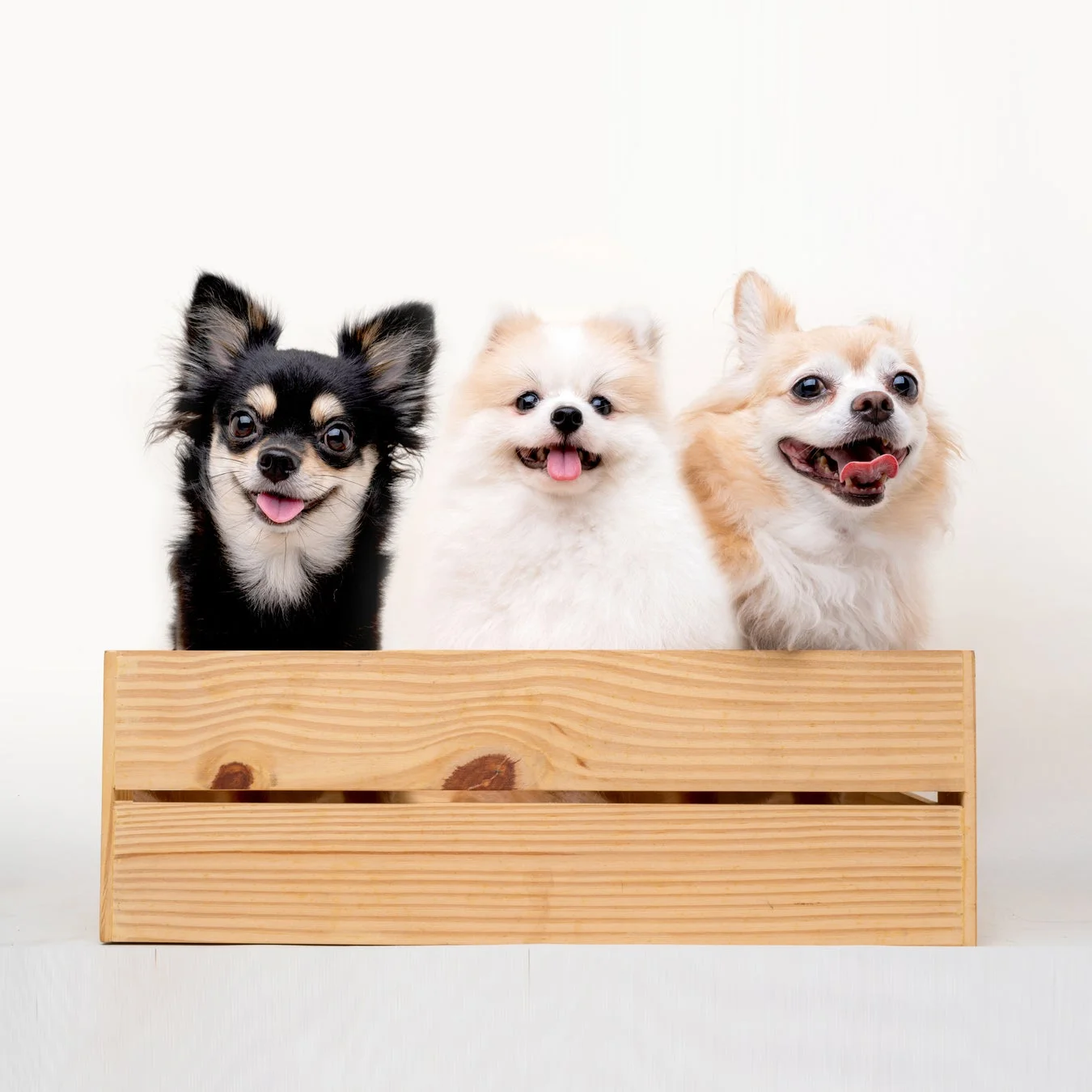 木箱から顔を出す3匹の小型犬