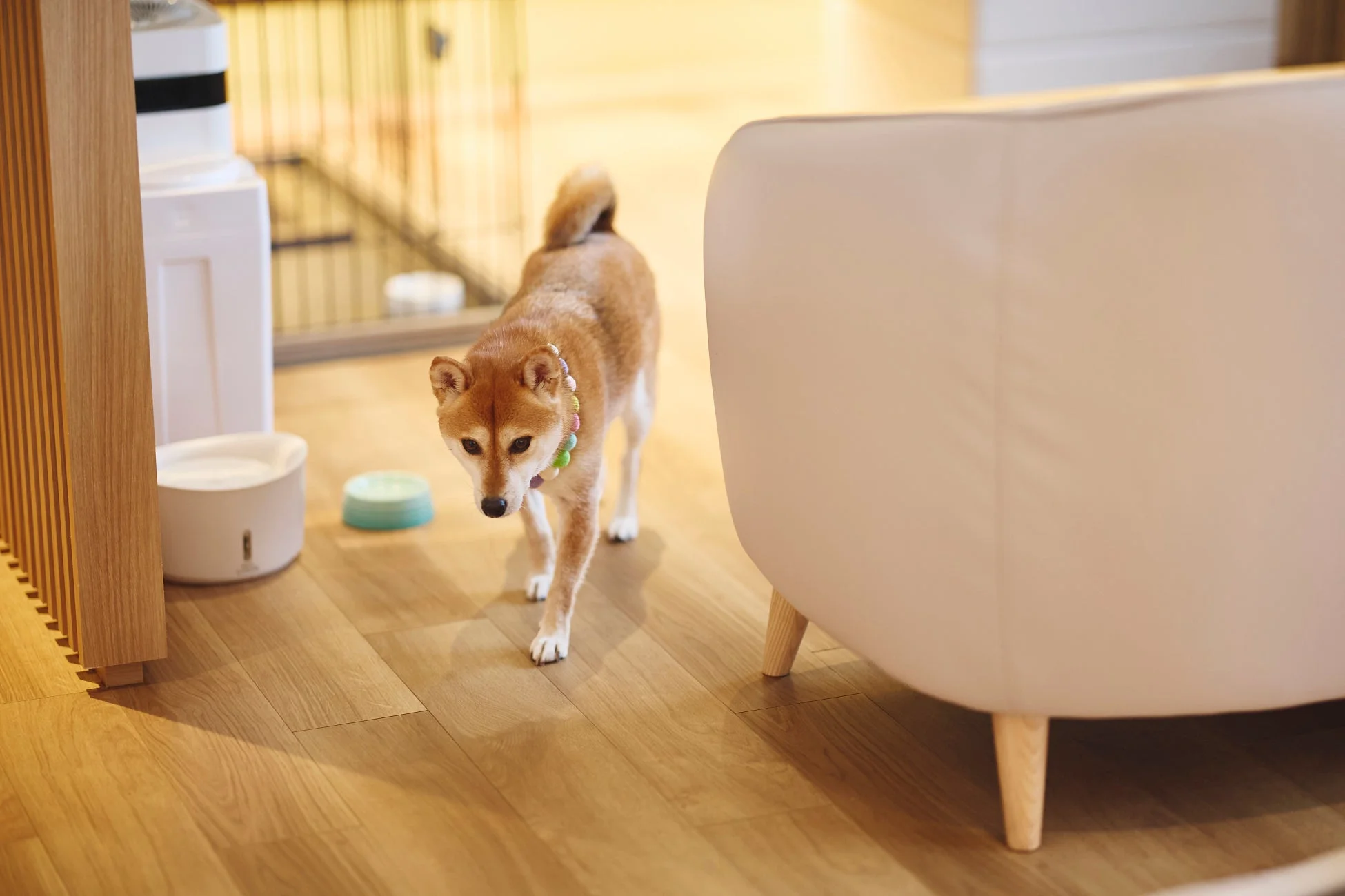 室内を歩く柴犬