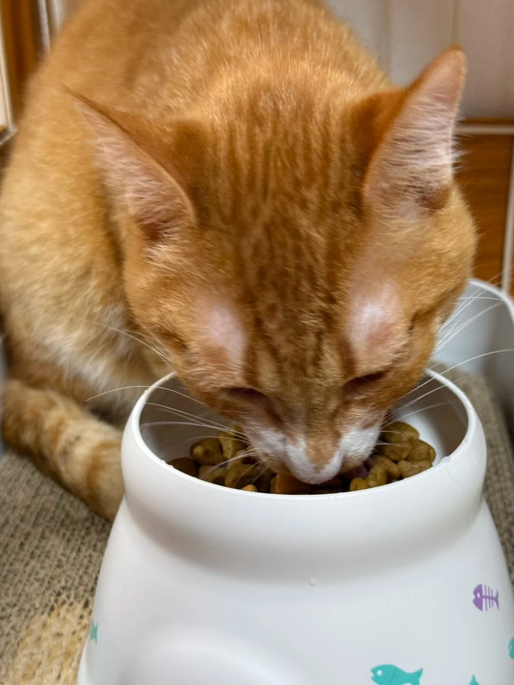 ごはんを食べる猫