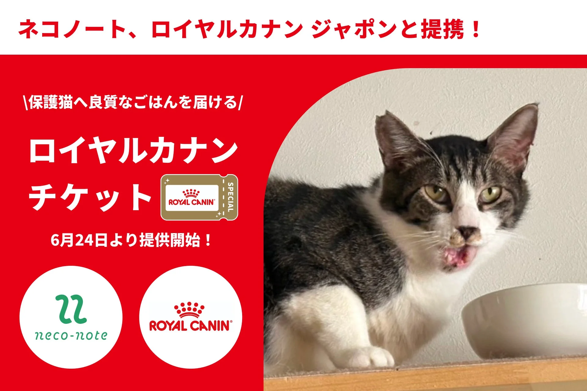 保護猫スポンサーシップ「ネコノート」がロイヤルカナンと提携！良質なごはんを届ける「特別チケット」で猫をハッピーに！